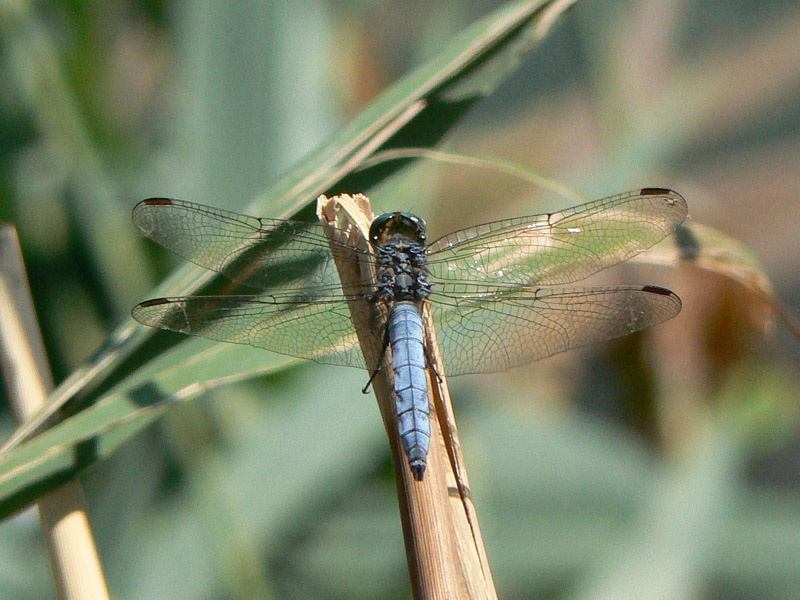 Tutti Orthetrrum coerulescens?